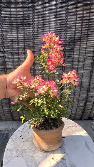 BONSAI ROSAL JAPONES FLOR ROSA MACETA AUTOR