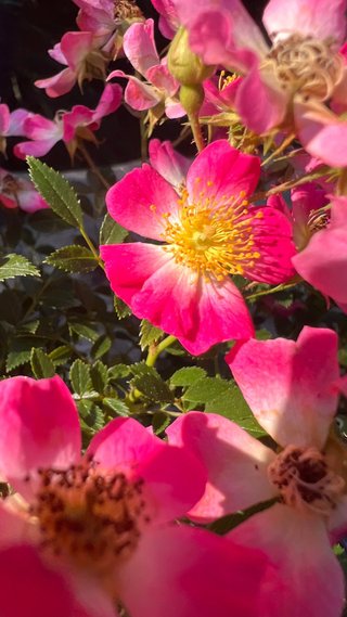 BONSAI ROSAL JAPONES FLOR ROSA MACETA AUTOR