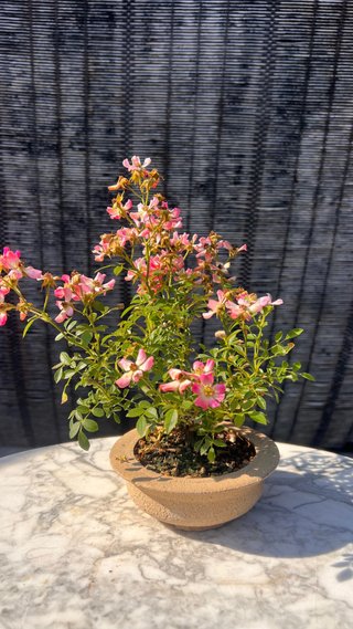 BONSAI ROSAL JAPONES FLOR ROSA MACETA AUTOR