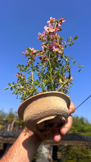 BONSAI ROSAL JAPONES FLOR ROSA MACETA AUTOR