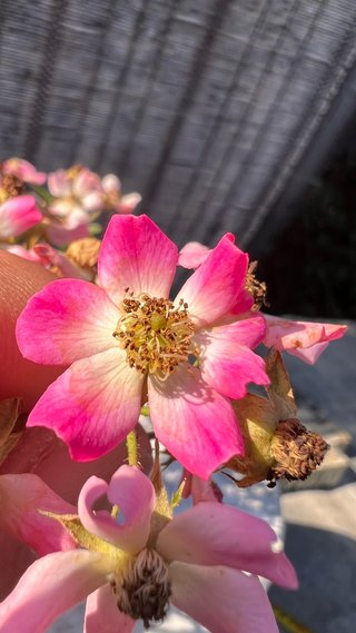 BONSAI ROSAL JAPONES FLOR ROSA MACETA AUTOR