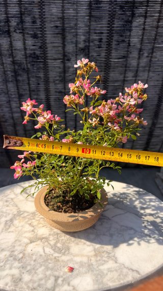 BONSAI ROSAL JAPONES FLOR ROSA MACETA AUTOR
