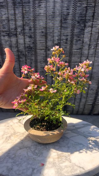 BONSAI ROSAL JAPONES FLOR ROSA MACETA AUTOR