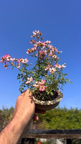 BONSAI ROSAL JAPONES FLOR ROSA MACETA AUTOR