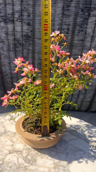 BONSAI ROSAL JAPONES FLOR ROSA MACETA AUTOR