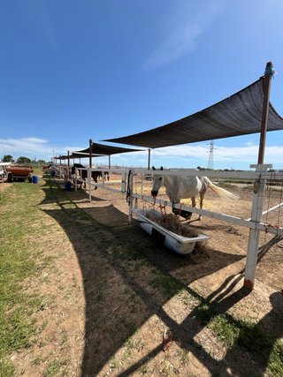 Pupilaje caballos
