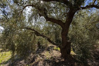Terreno en venta en Dúrcal