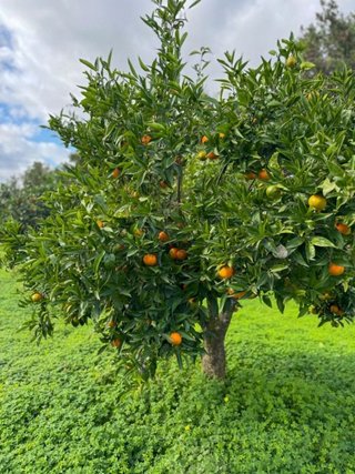 Casa rural en venta en Manacor Centro en Manacor