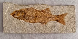 Fósil Pez Mioplosus