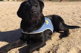 EDUCADORA CANINA Y GUARDERÍA CANINA, EN MÓSTOLES