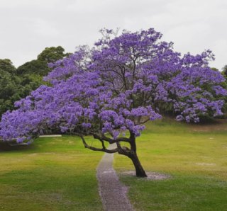 Planta Jacaranda