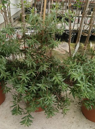 Planta Callistemon o Limpiatubos Roja