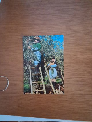 Cartão postal antigo colheita azeitonas