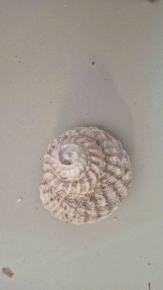 Fósil Caracola Antigua