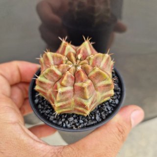 Gymnocalycium cv. PURPLE NEBULA