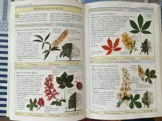 Alberi: Guida fotografica Fabbri Editori