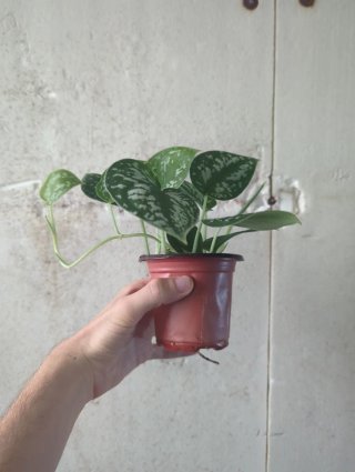 Scindapsus Pictus Argyraeus Planta