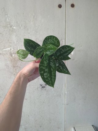 Scindapsus Pictus Argyraeus Planta