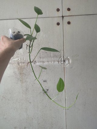 Epipremnum pinnatum Cebu blue