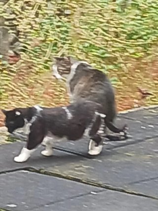 Abanico de madera estampado gatitos nuevo sin usar
