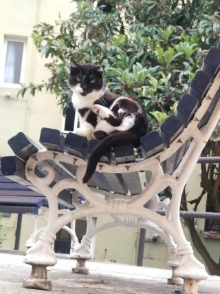 Abanico de madera estampado gatitos nuevo sin usar