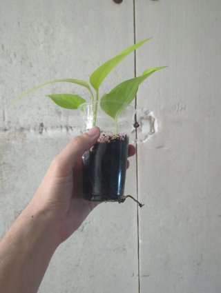 Pothos Lemon Lime