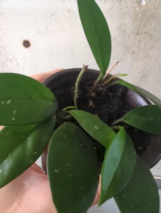 Hoya Carnosa Planta