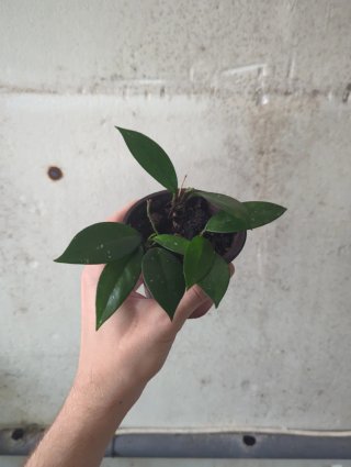 Hoya Carnosa Planta