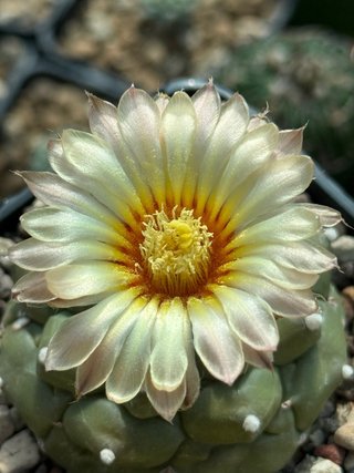 Astrophytum Kikko Turtle vaso 7,5 cm