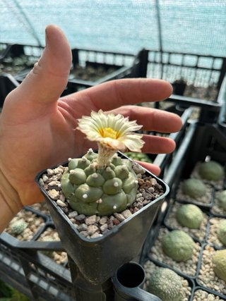 Astrophytum Kikko Turtle vaso 7,5 cm
