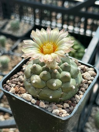 Astrophytum Kikko Turtle vaso 7,5 cm