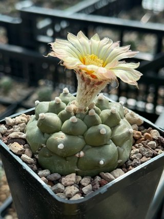 Astrophytum Kikko Turtle vaso 7,5 cm
