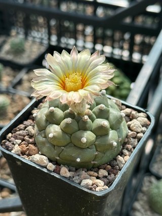 Astrophytum Kikko Turtle vaso 7,5 cm
