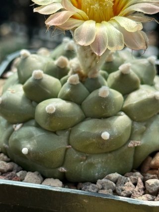 Astrophytum Kikko Turtle vaso 7,5 cm