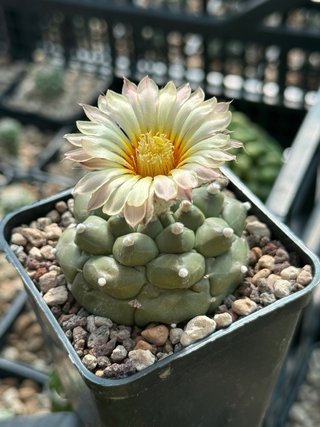 Astrophytum Kikko Turtle vaso 7,5 cm