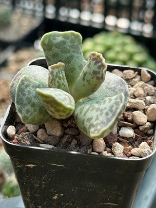 Adromischus cooperi vaso 6,5 cm