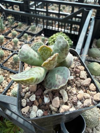 Adromischus cooperi vaso 6,5 cm