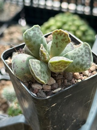 Adromischus cooperi vaso 6,5 cm
