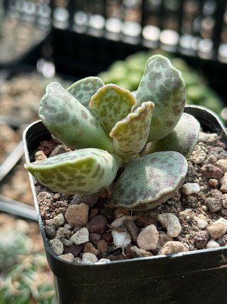 Adromischus cooperi vaso 6,5 cm
