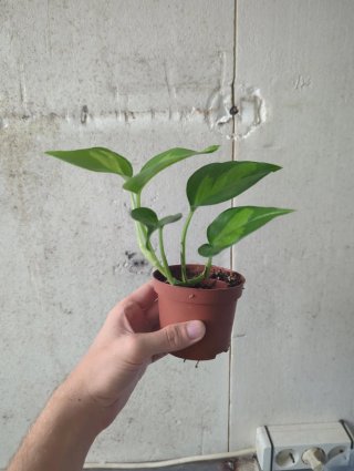 Epipremnum Emerald