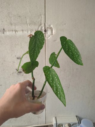 Esquejes Begonia Tamaya