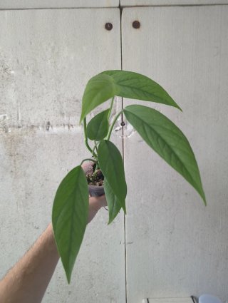 Epipremnum pinnatum Cebu Blue