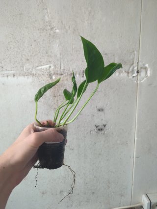 Epipremnum Shangri La