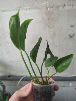 Epipremnum Shangri La