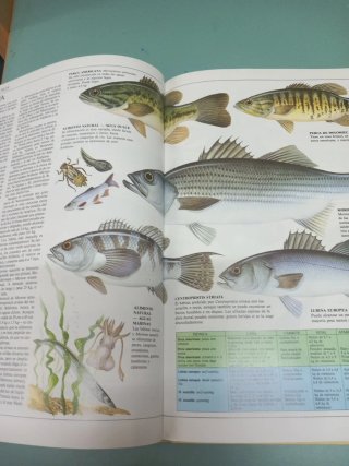 Guia completa de la Pesca