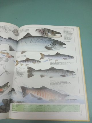 Guia completa de la Pesca