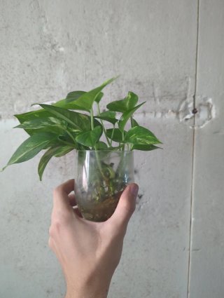 Esquejes Pothos