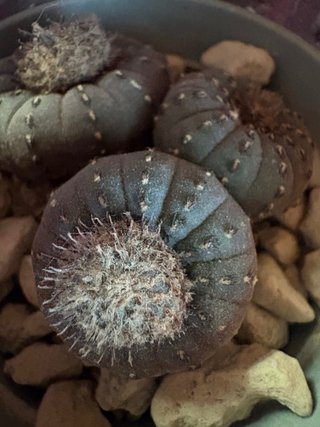 Cactus Frailea