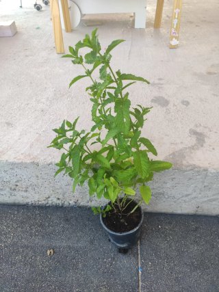 Planta de hierbabuena
