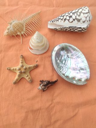 Lote de 5 conchas marinas decorativas